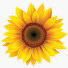 P8Y1uxexWfQ-channel-avatar-Rashel Harris