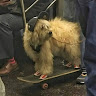 Автор