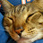 肥貓丸 FatCatBall