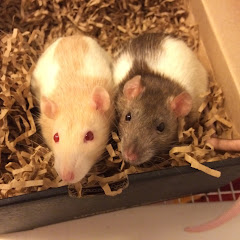 Shadow The Rat Avatar