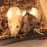 MRh4weM19qc-channel-avatar-Shadow The Rat