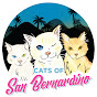 Cats Of San Bernardino