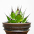 _4-Hyj8v5u8-channel-avatar-aniplants