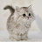 @royalcat5903