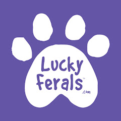 Lucky Ferals net worth