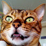 HE18-8dECt0-channel-avatar-Kitty Ranch