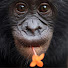 4Jvg6MImHuU-channel-avatar-Friends of Bonobos - Lola ya Bonobo