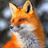 eifsQ_RojAg-channel-avatar-loxian42