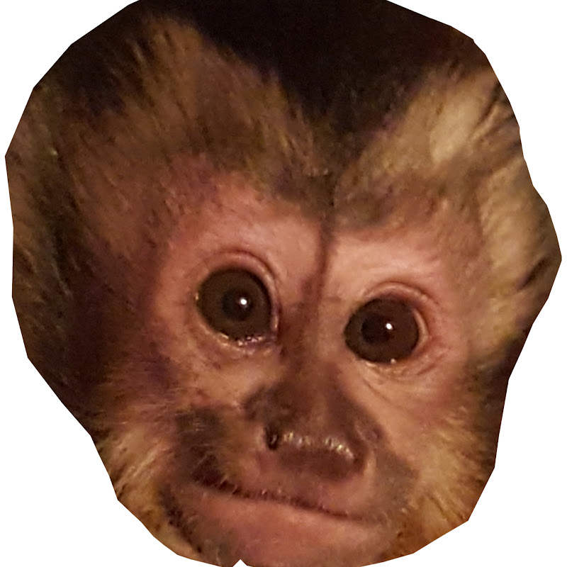 Monkey Lucy Official icon