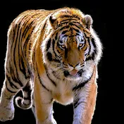 Super Tiger