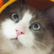Chika Cat