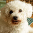 FwfQCPoVjks-channel-avatar-Körby - der kleine weiße Hund.
