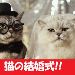 chおもしろ猫動画アイコン画像