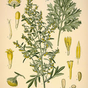 Artemisia