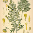 n8uwsACTkwo-channel-avatar-Artemisia