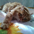 0gLImx9W2tY-channel-avatar-TheKomandirsha