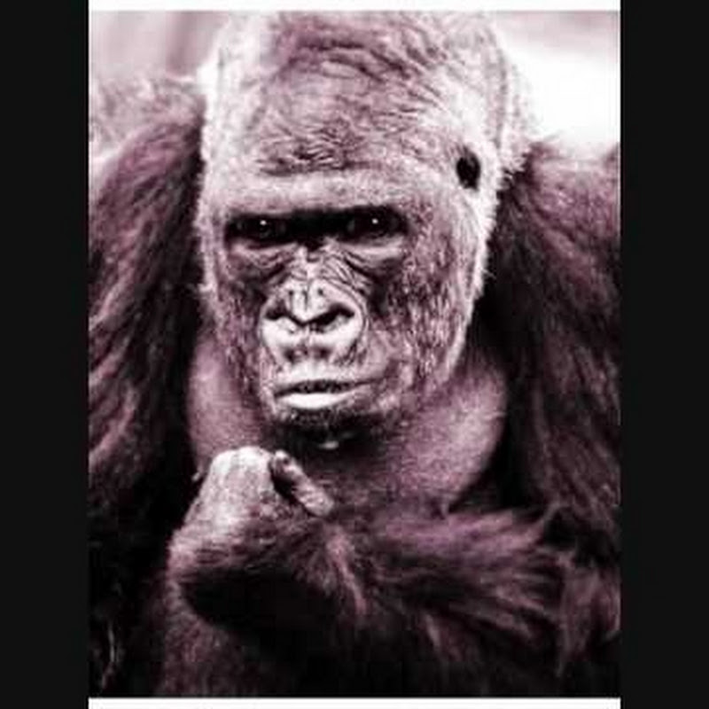 arkanimals2012