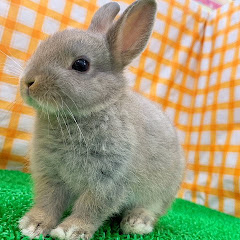 なみちゃんのうさぎちゃんねる