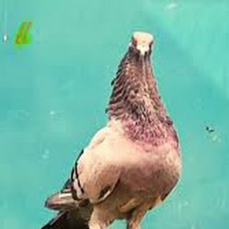 السوق المفتوح لبيع الحمام في الجزائر