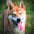 Kr8PYV95plY-channel-avatar-Super Shiba
