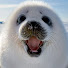 xWJKMKiRsAI-channel-avatar-Reeltheseal
