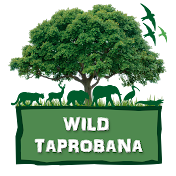 Wild Taprobana
