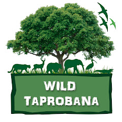 Wild Taprobana