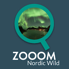 Northern Lights by Zooom