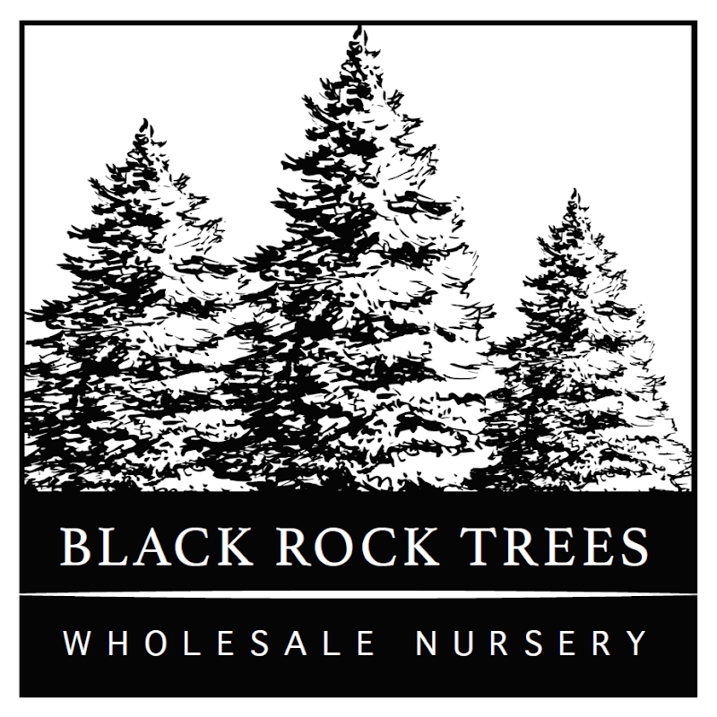 Black Rock Trees, LLC.