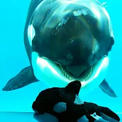 love ocean