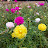 @lovelysobkk