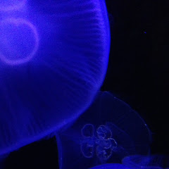 恋しかるらむ