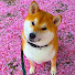 2qjzI-9q-p8-channel-avatar-Shibainu Gaku-Paradise 岳パラダイス