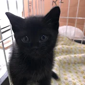 黒猫のぽん
