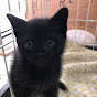 黒猫のぽん