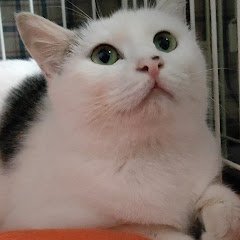 猫おばさん(草組)織戸学推しアイコン画像