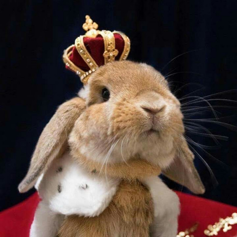 Bunny Kingdom