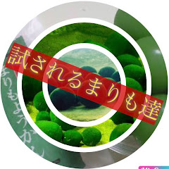 試されるまりも達