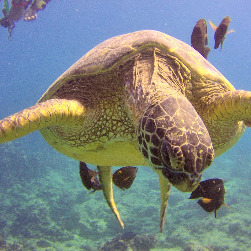 Aloha Scuba Diving Company LLC.