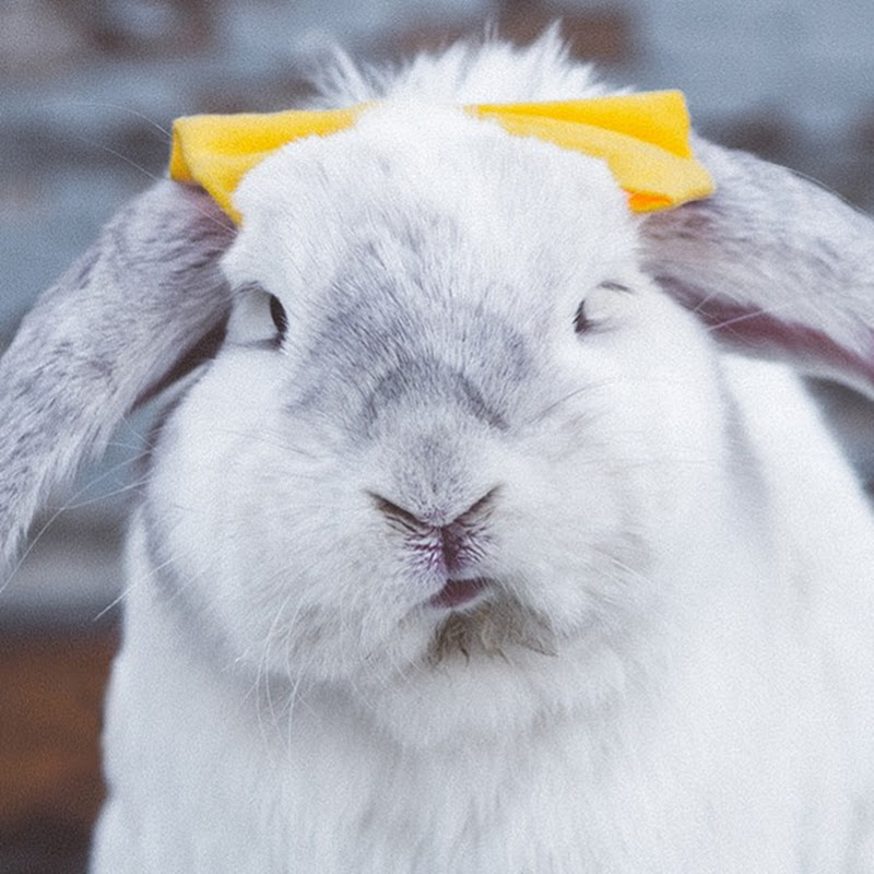 Walter Wonder bunny icon