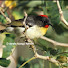 ICCkWZETdVU-channel-avatar-NatureFiji-MareqetiViti