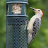 Ifox16Rrccw-channel-avatar-Wild Birds Unlimited Barrie