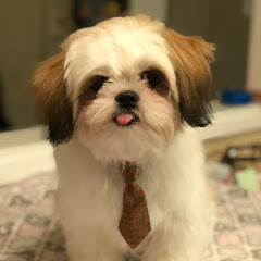 Chase the Shih Tzu Avatar