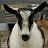 @goatgirl61