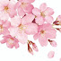 JtJ3lyEphNw-channel-avatar-Sakura Japanese studio