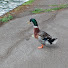 dc8_BUEcBmY-channel-avatar-will smirk