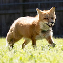 Riot The Red Fox Avatar
