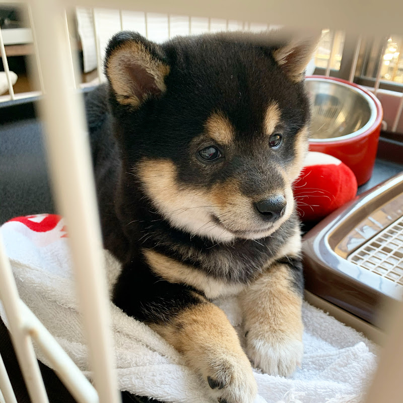 豆柴すみすみのサムネイル