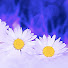 6o9cVi0Mtjo-channel-avatar-BlueDaisy