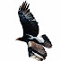 6174LdB4gko-channel-avatar-Quiet Eagle